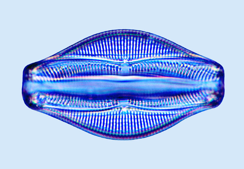 Amphora Amphora proteus